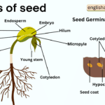 Parts of Seed Names in English with Their Functions