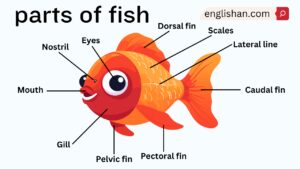 Parts of Fish Names in English