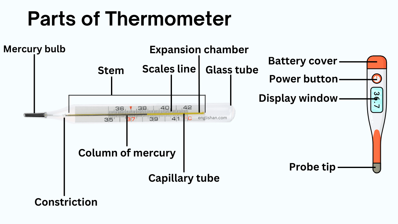 Parts of Thermometer Names in English with Their Functions