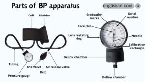 Parts of BP Apparatus Names in English with Their Functions
