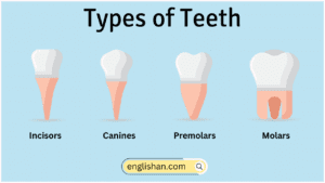 Types of Teeth Names in English with Their Functions