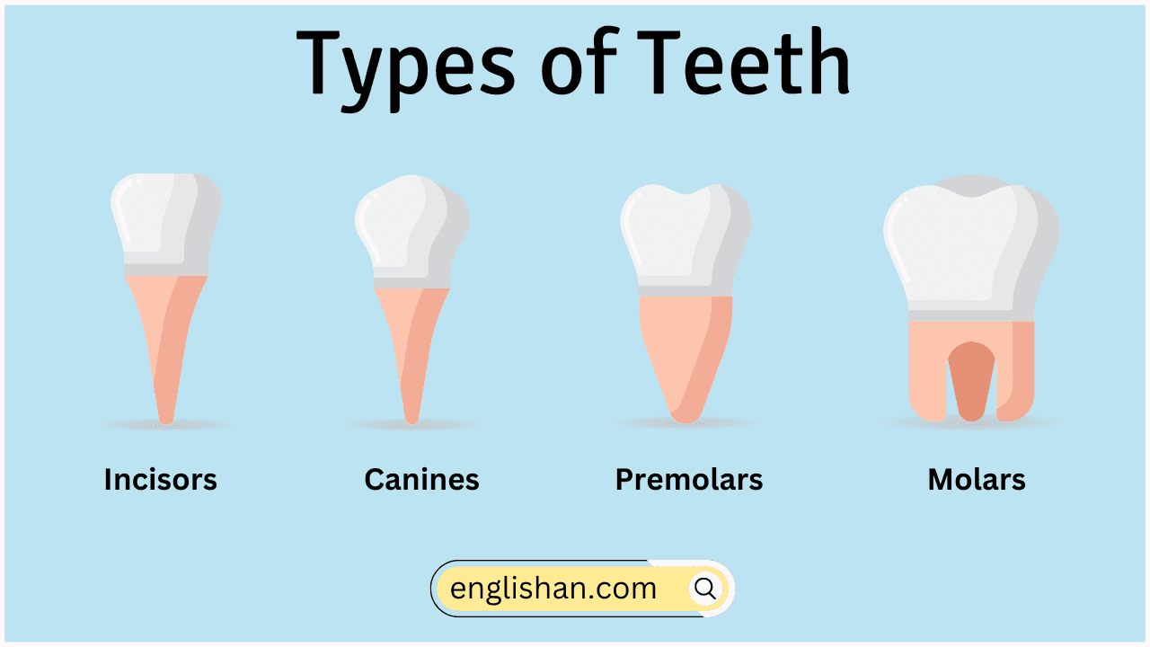 Types of Teeth Names in English with Their Functions