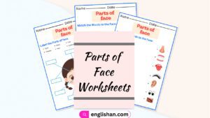 Parts of Face Worksheets and Exercises