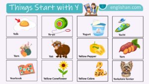 Complete list of things starting with Y in English vocabulary collection