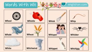Words with Wh with Their Pictures In English