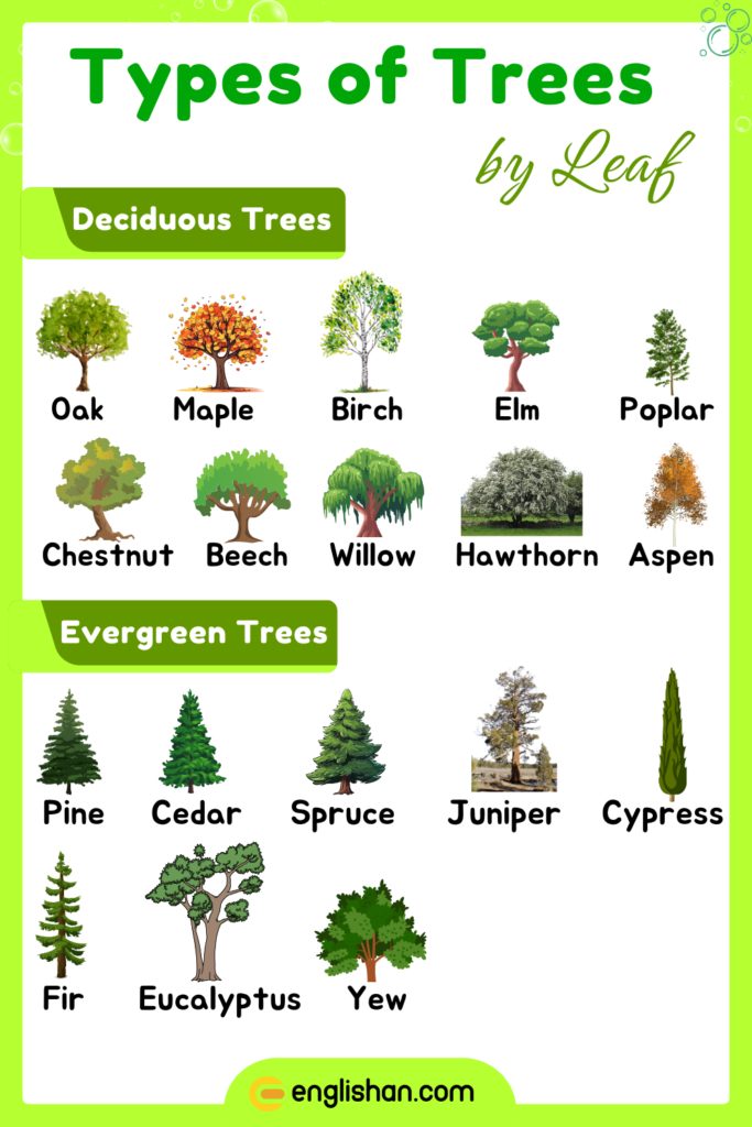 Types of trees based on leaf type, including broadleaf and needleleaf varieties.