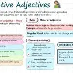 Attributive Adjectives in English with Examples, Types and Comparison with Predicate Adjectives
