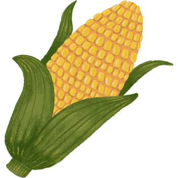 Yellow Sweet Corn