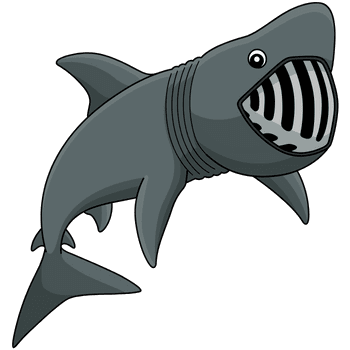 Basking Shark