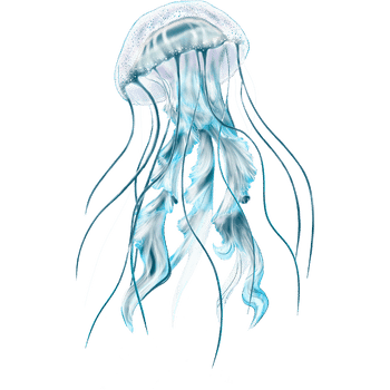 Box Jellyfish-Learn Sea Animals Names