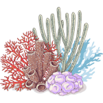 Coral