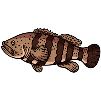 Grouper