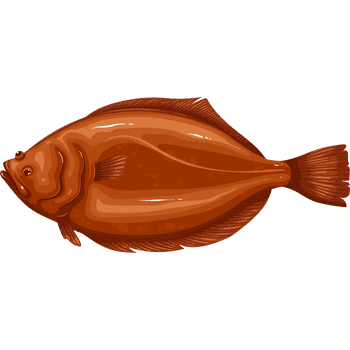Halibut