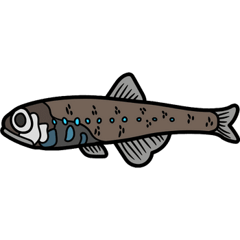 Lanternfish