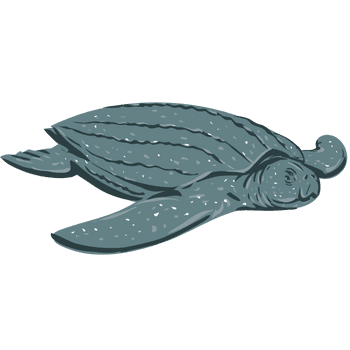 Leatherback Sea Turtle-Learn Sea Animals Names