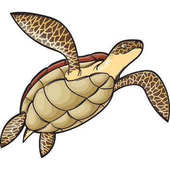 Loggerhead Sea Turtle