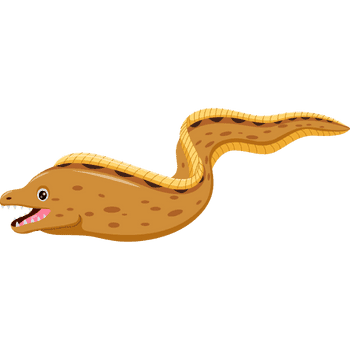 Moray Eel