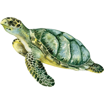 Olive Ridley Sea Turtle