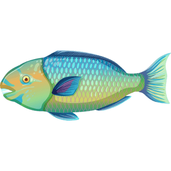 Parrotfish