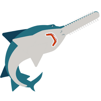 Sawfish