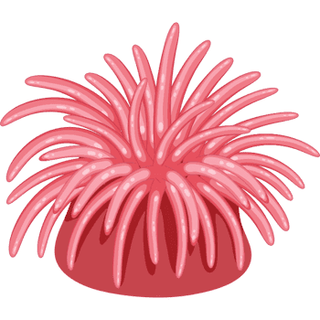 Sea Anemone