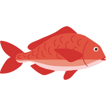 Snapper