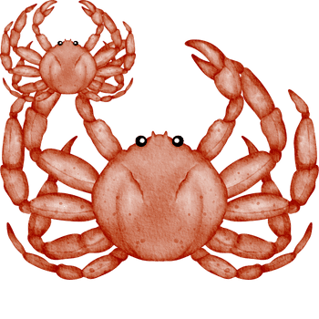 Spider Crab-Learn Sea Animals Names