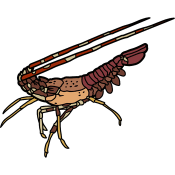 Spiny Lobster