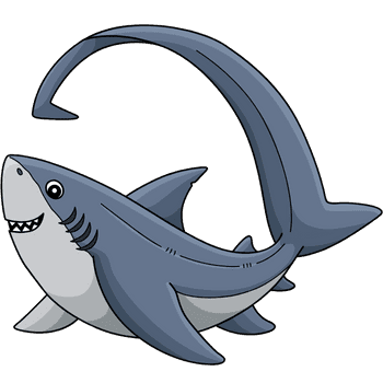 Thresher Shark