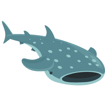 Whale Shark
