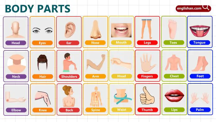 Parts of the Body for Kids