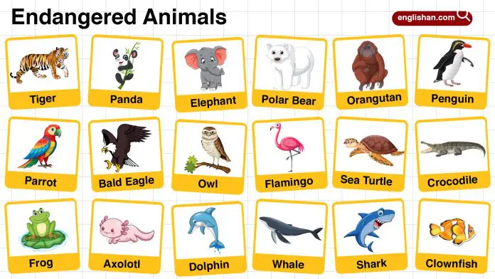 Endangered Animals for Kids