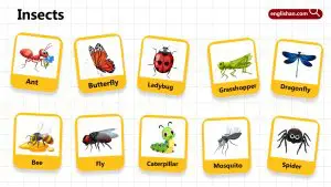 Insects Names for Kids