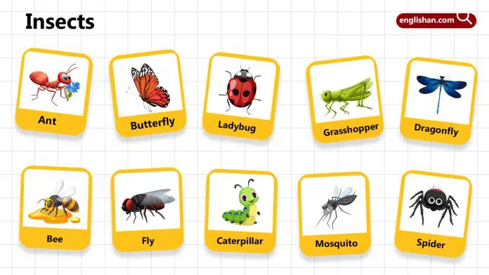 Insects Names for Kids