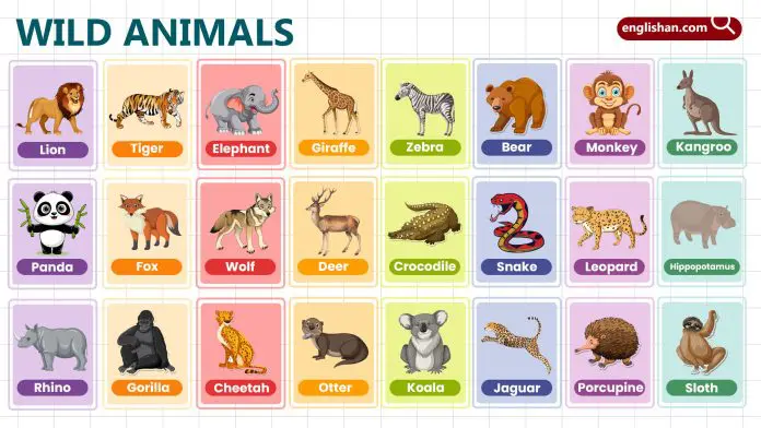 Wild Animals for Kids