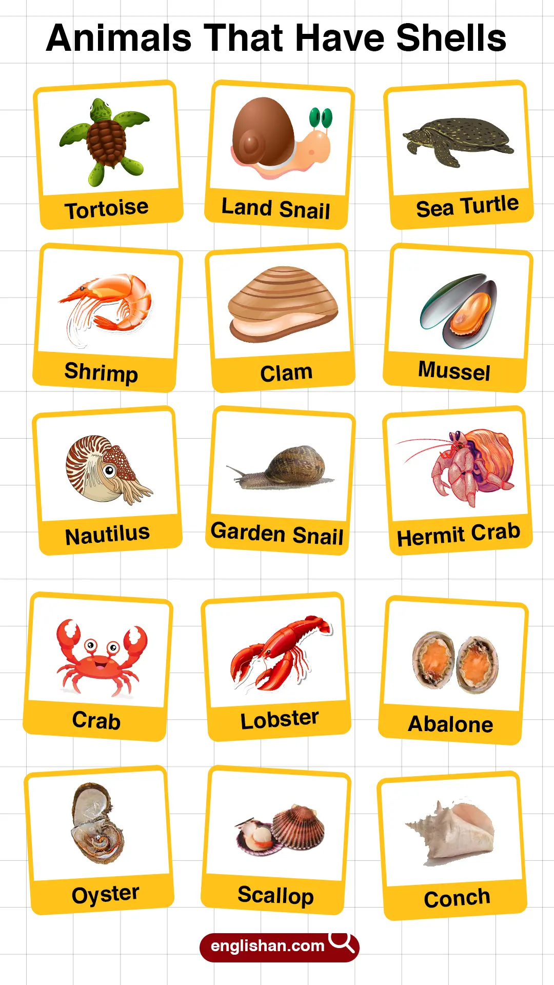 List of Animals That Have Shells