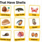 Names of Animals That Have Shells