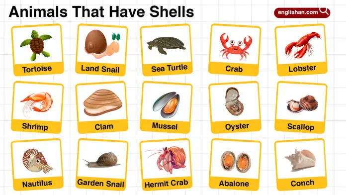 Names of Animals That Have Shells