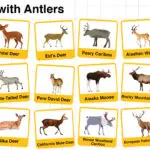 Names of Animals with Antlers