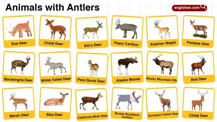 Names of Animals with Antlers