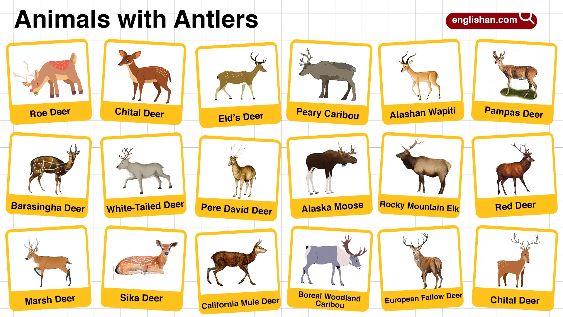 Animals with Antlers Names and Pictures • Englishan