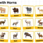 Names of Animals with Horns