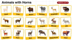 Names of Animals with Horns