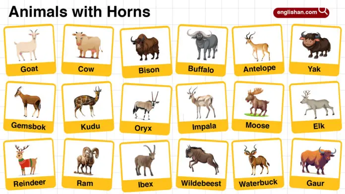 Names of Animals with Horns