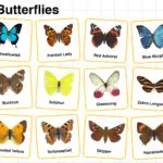 Types of Butterflies with names and pictures for easy identification