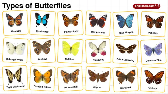 Types of Butterflies with names and pictures for easy identification