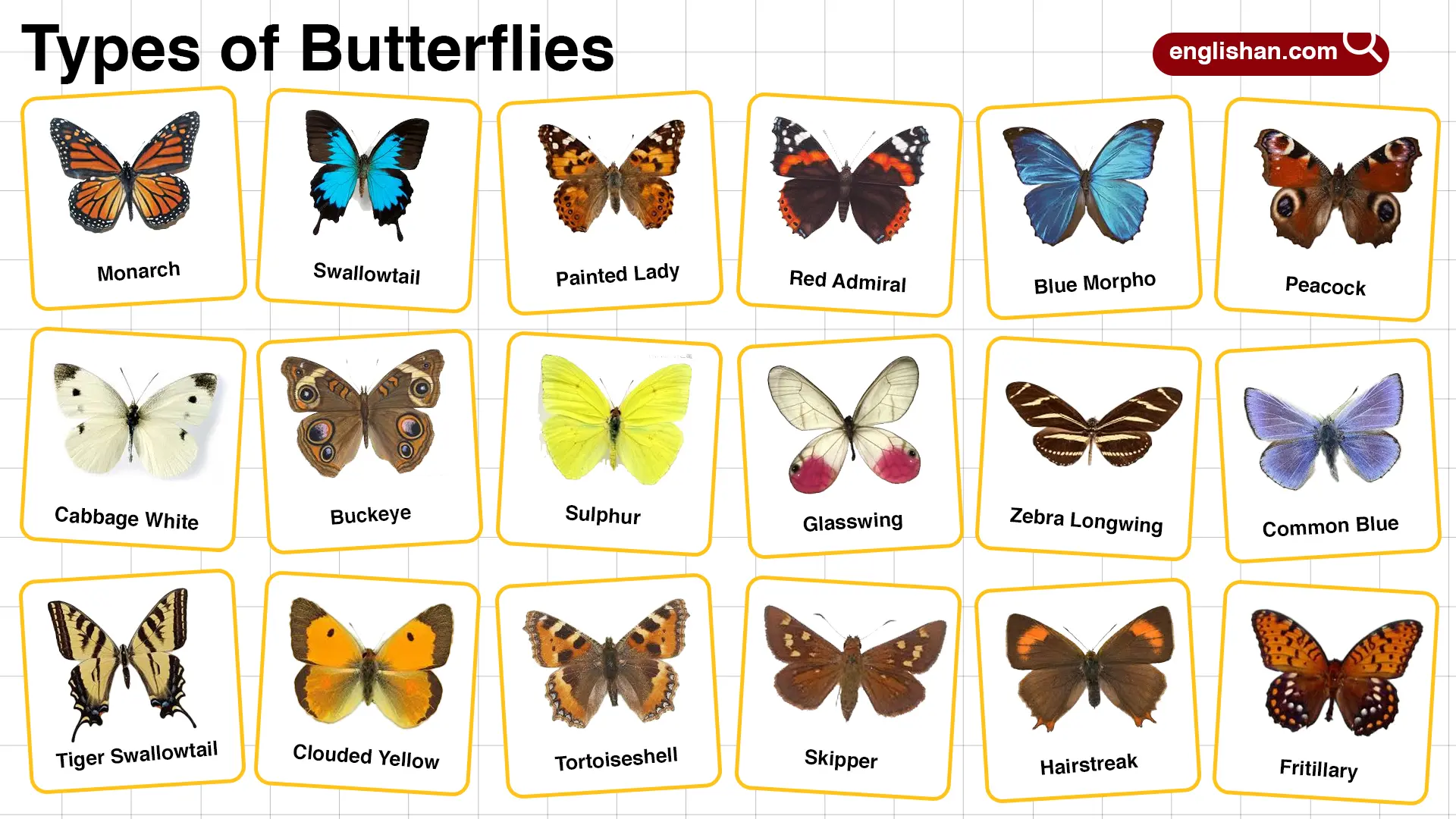 Different Types Of Butterfly Pictures