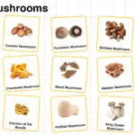 Edible mushrooms names and types