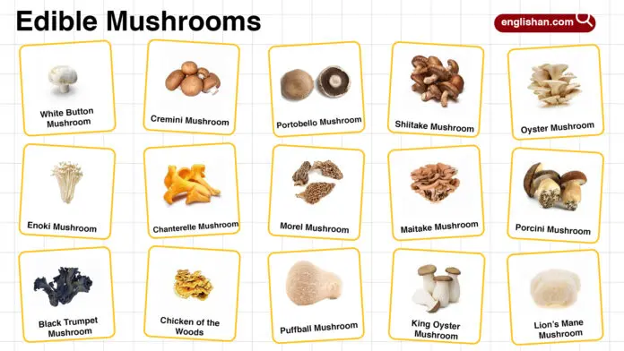 Edible mushrooms names and types