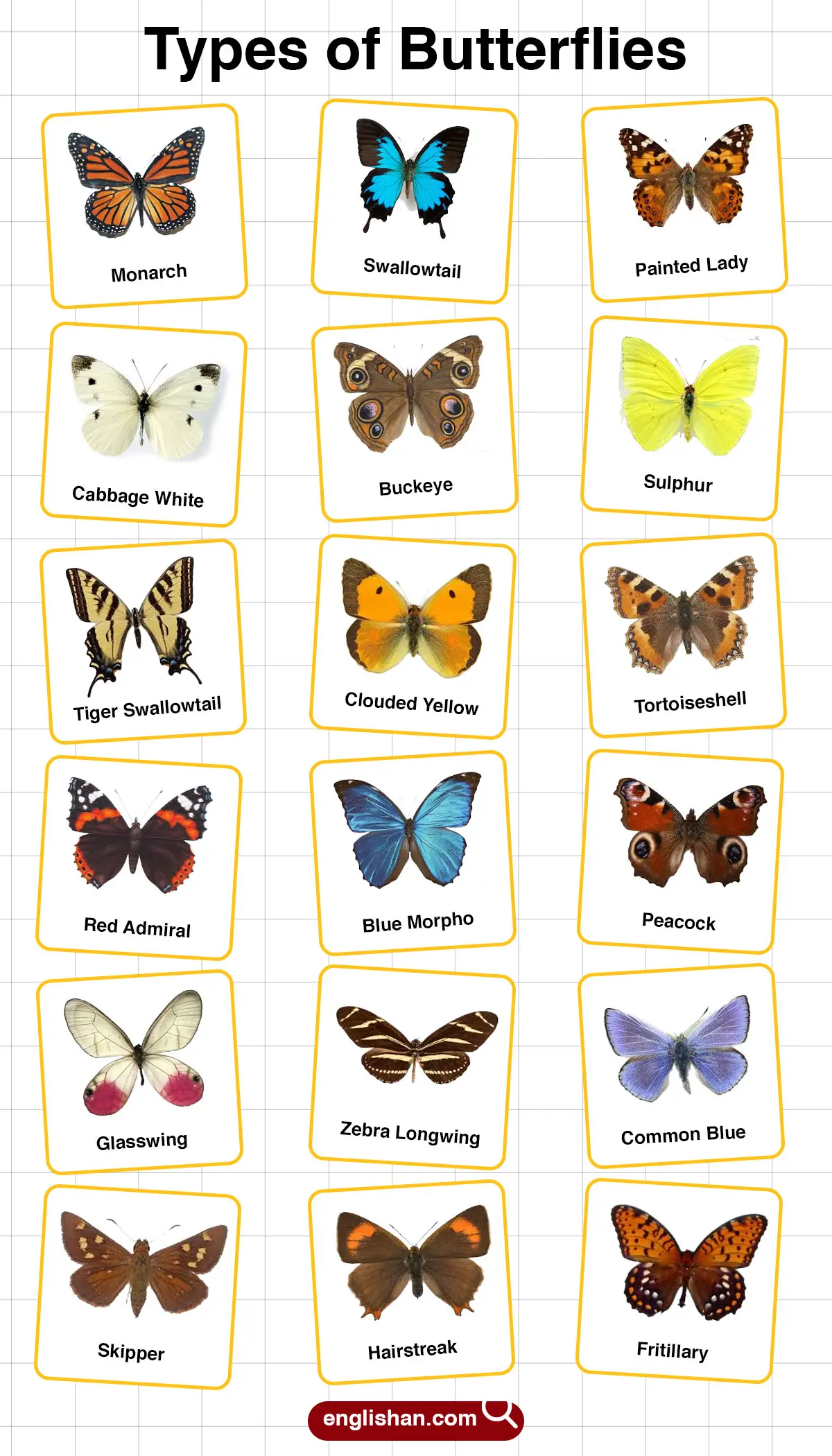 Different butterfly species with labeled pictures for easy recognition